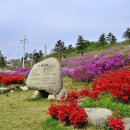 삼문산 진달래공원 Daum카페