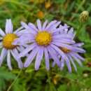 비오는날 수채화 이미지