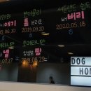 개꿀잼 애견카페 이미지