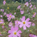 강화자연농원펜션 이미지