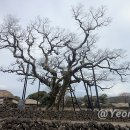 성읍리 느티나무 및 팽나무군 | 제주도 성읍민속마을 느티나무 및 팽나무군 천연기념물