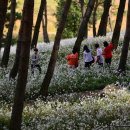 [전북여행/김제맛집] 가을에 가볼만한 축제<정읍구절초축제/김제지평선축제> 이미지