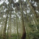 피톤치드 이미지