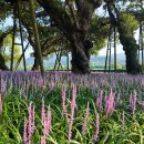 성주 경산리 성밖숲 이미지