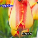 남사물향기야생화
