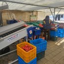 하빈농장 이미지