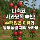 에스케이원 | 다축묘 사과묘목 추천! 수확 많은 이유와 동부농원 제작 노하우