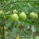 평촌시골집 이미지