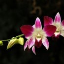 밝은마음 이미지