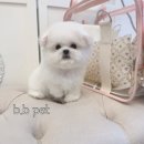 비비펫동물병원 이미지