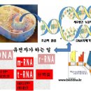 핵산은 DNA와 RNA로 구성, 그 역할과 단백질 합성 이미지