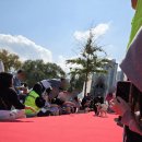 레드카펫 | [핌피바이러스] 레드카펫 입양제 방문 후기🐕🐶