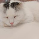 묘랑 고양이 카페 네이버블로그
