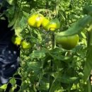 검갈색 고당도 짭짭이형 토마토 재배하기 동영상 이미지