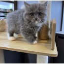 강아지와 고양이 | 동탄서리펫에서 만난 사랑스러운 강아지와 고양이 입양 후기도 가득!