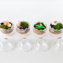 내 책상위의 작은 숲 테라리움 이미지