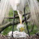 2018년 제9회 오두본 조류 사진공모전 수상작 100선 (1~50) (The 2018 Audubon Photography Awards: Top 100) 이미지