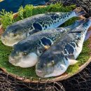 우리복어 이미지