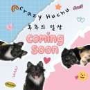 누구나 쉽게 유튜버 되기 | 강아지 입양 고민부터 반려견 후추를 만나기까지 (입양 후기)