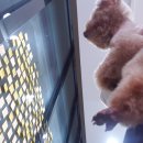 달콤하개 이미지