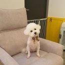 체리쉬몽 네이버블로그