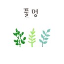 아페시스