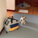 잇츠몽몽 | [전포동 애견동반] 다양한 포토존과 수제간식이 있는 애견동반카페 잇츠몽몽