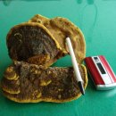 한국의 산삼과 상황버섯 이미지