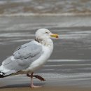 옅은재갈매기(American Herring Gull) 이미지