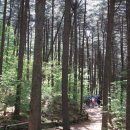 숲에향기 이미지