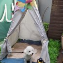 [강아지유치원창업] 반려 산업의 라이프스타일을 기업으로 탄탄한 시스템을 구축하고 있는 털로덮인친구...