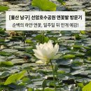 ​[울산 남구] 선암호수 공원 연꽃밭 방문기: 순백의 하얀 연꽃, 일주일 뒤 만개 예감!