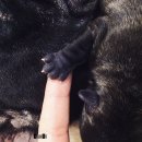 단디프렌치 이미지