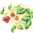 남궁익선「산딸기」 Daum카페