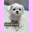 마리오펫 이미지