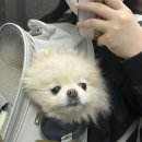 폼나"개" 이미지