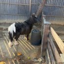 어린이대공원 | 서울 어린이대공원 주차 동물원 후기!