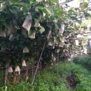 성립농장 이미지