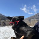 운동장집 | [광주근교] 화순 메이플리 애견운동장 단독대관 내돈내산 후기