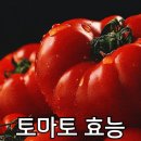 토마토 이미지