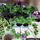 멕시카나농장 이미지