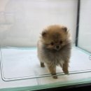 미유펫 강아지분양 고양이분양 전주점 이미지