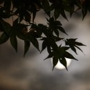 달빛에 물들이고 이미지