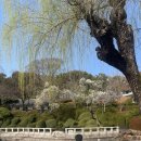 충렬사역 3번출구 | 부산 동래구 충렬사 매화, 목련, 산수유 개화 상황. 부산 봄꽃 명소. 현지인 추천.