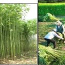 아름다운 옛 시절＜14＞삼베(大麻) 길쌈하기(1) 이미지