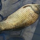 도곡낚시터 이미지