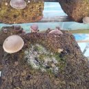 영세농장 이미지