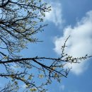 2024 봄의왈츠 이미지