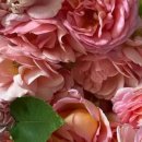 모멘트H+ 이미지