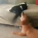 댕댕이냥냥 이미지